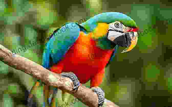 A Parrot Flying Amidst The Lush Greenery Of A Rainforest Of Parrots And People: The Sometimes Funny Always Fascinating And Often Catastrophic Collision Of Two Intelligent Species