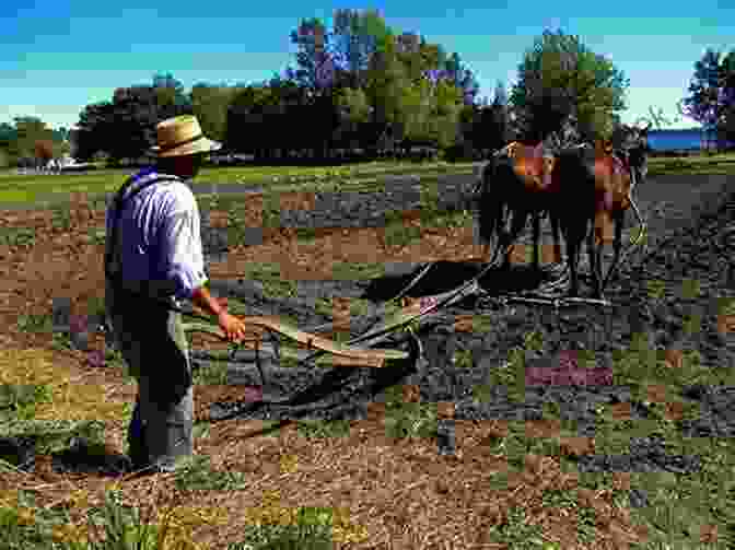 A Pioneer Man Plowing A Field A Reason To Be Thankful: Pioneer Time: 1855