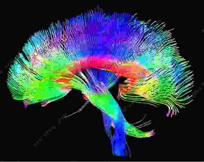 A Scientific Image Depicting A Parrot's Brain Scan, Showcasing The Intricate Neural Pathways Involved In Their Cognitive Abilities Of Parrots And People: The Sometimes Funny Always Fascinating And Often Catastrophic Collision Of Two Intelligent Species