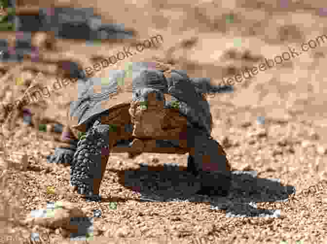 A Sonoran Desert Tortoise Basking In The Sun. SONORANT DESERT TORTOISE: The Best Guide On How To Raise And Take Good Care Of Your Sonorant Desert Tortoise