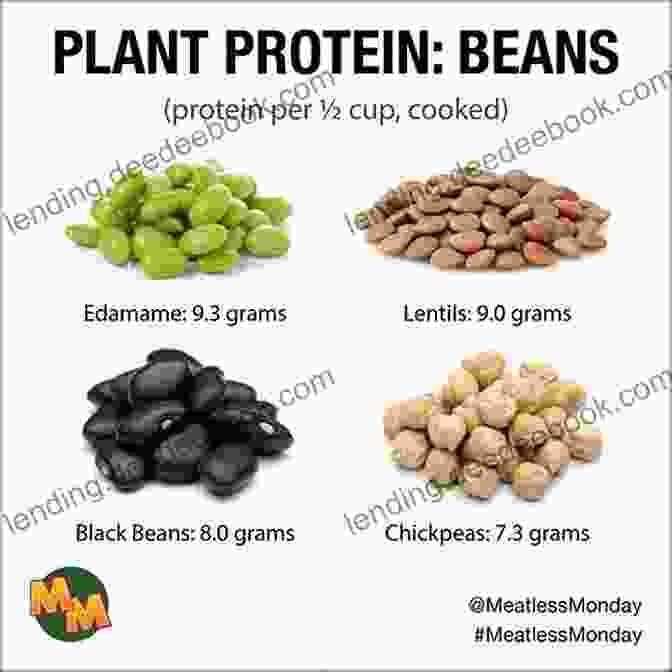 Beans Are A Rich Source Of Protein, Providing Up To 15 Grams Per Cup. Surprising Beans (Read It Readers: Science)