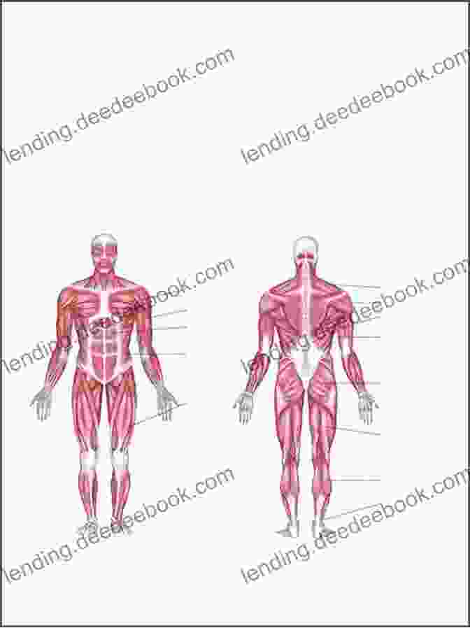 Diagram Of The Human Muscular System Chapter Notes For Lecture HUMAN ANATOMY PHYSIOLOGY : 14 Chapter Notes For Lecture HUMAN ANATOMY PHYSIOLOGY
