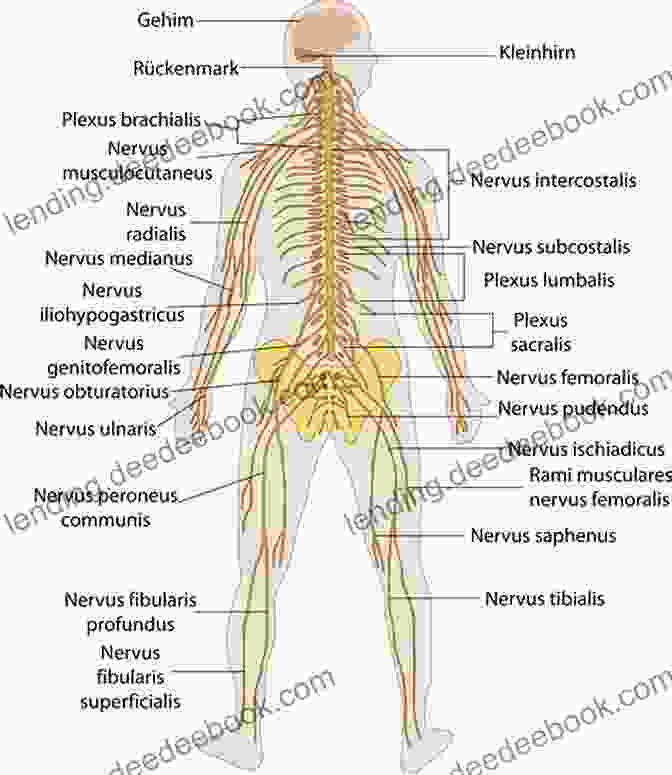 Diagram Of The Human Nervous System Chapter Notes For Lecture HUMAN ANATOMY PHYSIOLOGY : 14 Chapter Notes For Lecture HUMAN ANATOMY PHYSIOLOGY