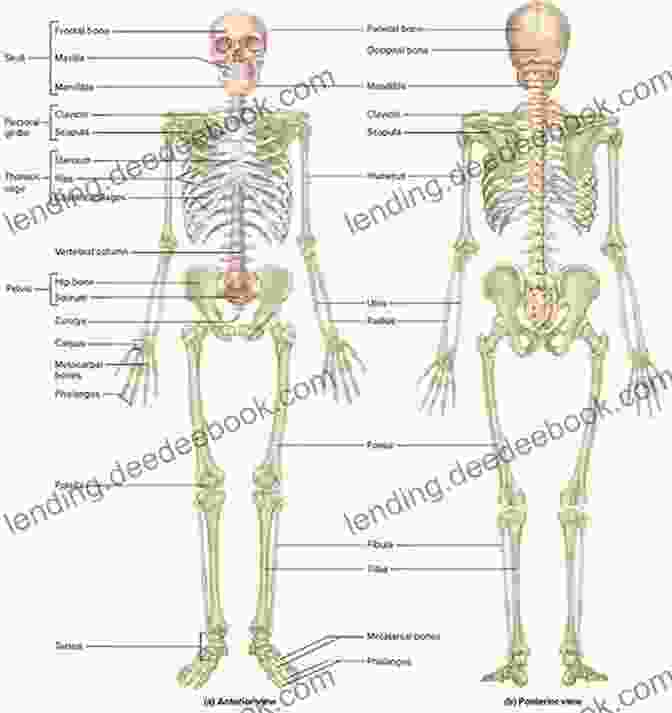 Diagram Of The Human Skeletal System Chapter Notes For Lecture HUMAN ANATOMY PHYSIOLOGY : 14 Chapter Notes For Lecture HUMAN ANATOMY PHYSIOLOGY