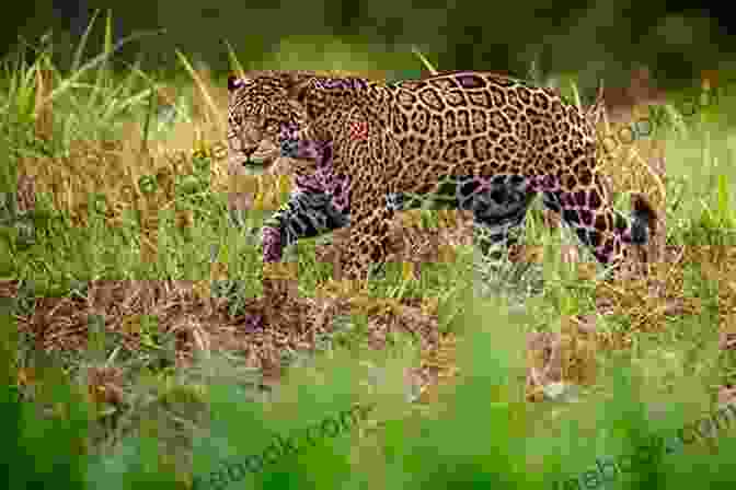 The Jaguar Is A Large, Spotted Cat That Is Found In The Amazon Rainforest. Tough Rides: Brazil: In To The Depths Of The Amazon