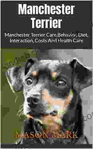 Manchester Terrier : Manchester Terrier Care Behavior Diet Interaction Costs And Health Care